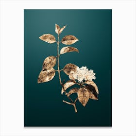 Gold Botanical Black Haw on Dark Teal n.0967 Canvas Print