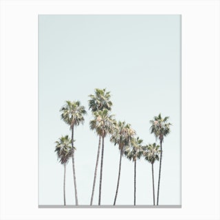 Palm Trees II Canvas Print