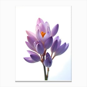 Crocus Flower Canvas Print