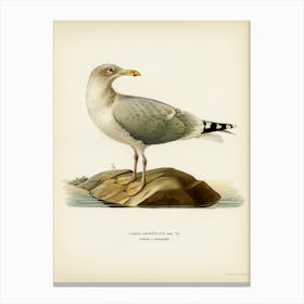 European Herring Gull, The Von Wright Brothers Canvas Print