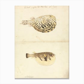 Two Blowfish, Luigi Balugani Canvas Print