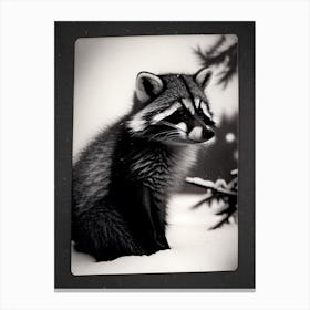 Raccoon In Snow Vintage Canvas Print