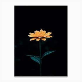 Gerbera Daisy 5 Canvas Print