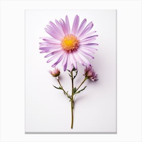 Pressed Flower Botanical Art Asters 2 Canvas Print