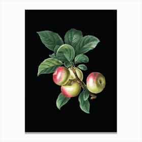 Vintage Apple Botanical Illustration on Solid Black n.0644 Canvas Print