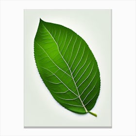 Slippery Elm Leaf Vibrant Inspired 2 Canvas Print