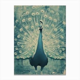 Vintage Turquoise Peacock On The Path 3 Canvas Print