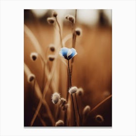 Blue Corn Flower No 3 Canvas Print