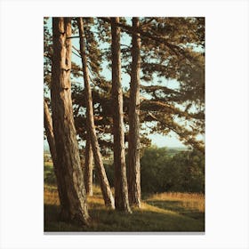 Pine Trees In A Field Canvas Print