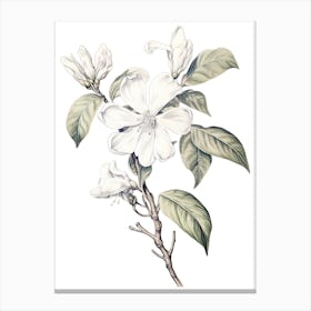 Jasmine Flower Vintage Botanical 3 Canvas Print