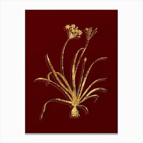 Vintage Allium Fragrans Botanical in Gold on Red n.0564 Canvas Print