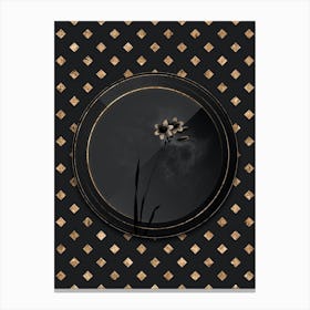 Shadowy Vintage Galaxia Ixiaeflora Botanical in Black and Gold n.0124 Canvas Print