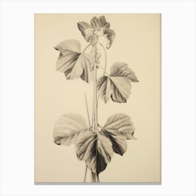 Leaf Sketch Drawing Canvas Print