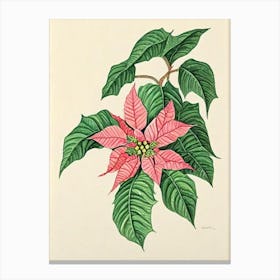 Poinsettia Vintage Botanical Flower Canvas Print