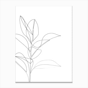 Rubber Plant Line Drawing Canvas Print