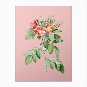 Vintage Pasture Rose Botanical on Soft Pink n.0274 Canvas Print