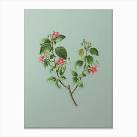 Vintage Crossberry Botanical Art on Mint Green n.0437 Canvas Print