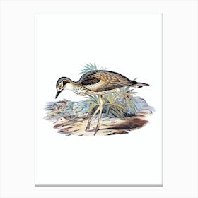 Vintage Southern Stone Plover Bird Illustration on Pure White n.0321 Canvas Print
