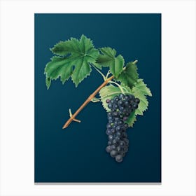 Vintage Black Aleatico Grape Botanical Art on Teal Blue n.0134 Canvas Print