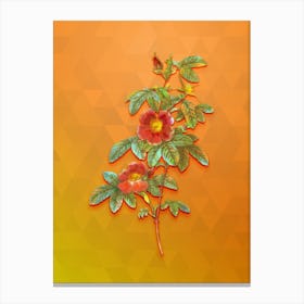 Vintage Single May Rose Botanical Art on Tangelo n.0683 Canvas Print
