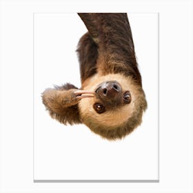 Sloth X Canvas Print