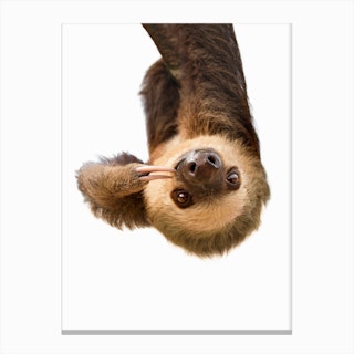 Sloth X Canvas Print