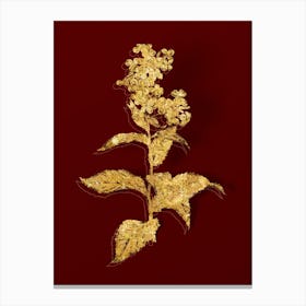 Vintage White Gillyflower Bloom Botanical in Gold on Red n.0543 Canvas Print