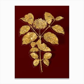 Vintage Common Dogwood Botanical in Gold on Red n.0604 Canvas Print
