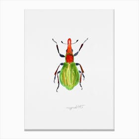 A weevil, Pseudaplemonus artemisiae, watercolor artwork Canvas Print