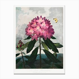 The Pontic Rhododendron From The Temple Of Flora (1807), Robert John Thornton Canvas Print