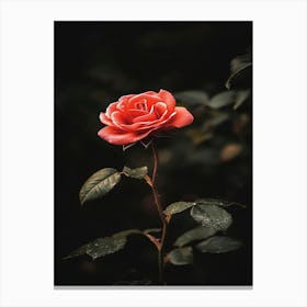 Single Rose Canvas Print