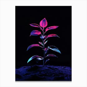 Plant In The Dark 26 Canvas Print