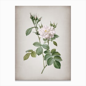 Vintage Autumn Damask Rose Botanical on Parchment n.0420 Canvas Print