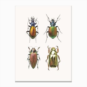 Insects IX Canvas Print