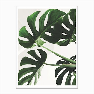 Full Green Plant Canvas Print