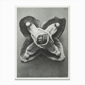 Muschi S Barrenwort (1928), Karl Blossfeldt Canvas Print