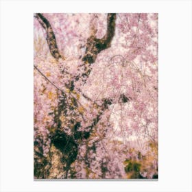 Spring cherry blossoms Canvas Print