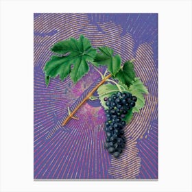 Vintage Black Aleatico Grape Botanical Illustration on Veri Peri n.0793 Canvas Print