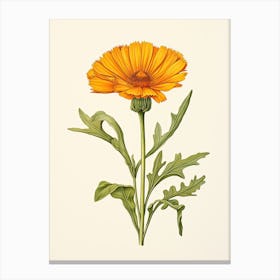 Calendula Pot Marigold Vintage Botanical Herbs 0 Canvas Print