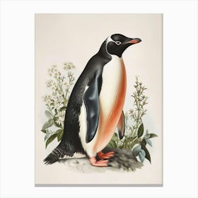 Adlie Penguin Fernandina Island Vintage Botanical Painting 2 Canvas Print
