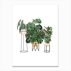 House Plants 3 Canvas Print