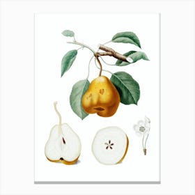 Vintage Pear Botanical Illustration on Pure White n.0030 Canvas Print