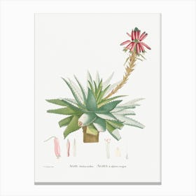 Aloe Rhodacantha (Aloe Glauca Miller) From Histoire Des Plantes Grasses (1799), Pierre Joseph Redoute Canvas Print