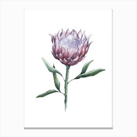 Watercolor Protea Bloom Canvas Print