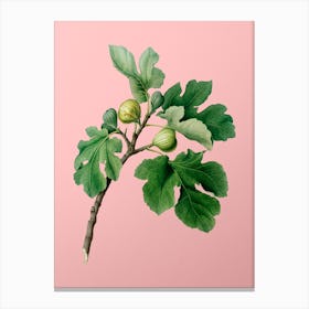 Vintage Fig Botanical on Soft Pink n.0431 Canvas Print