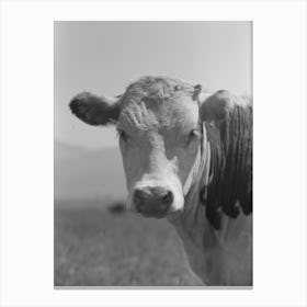 Yearling, Cruzen Ranch, Valley County, Idaho By Russell Lee Canvas Print