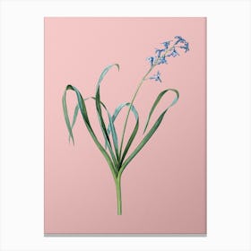 Vintage Dutch Hyacinth Botanical on Soft Pink n.0410 Canvas Print