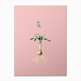 Vintage Scilla Lingulata Botanical on Soft Pink n.0948 Canvas Print