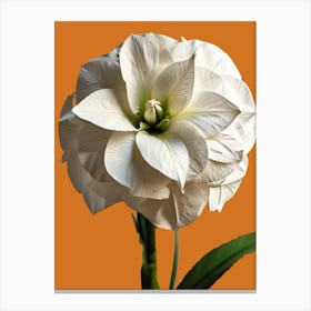 White Amaryllis Canvas Print