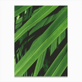 Close Up Of Palm Leaves Canvas Print